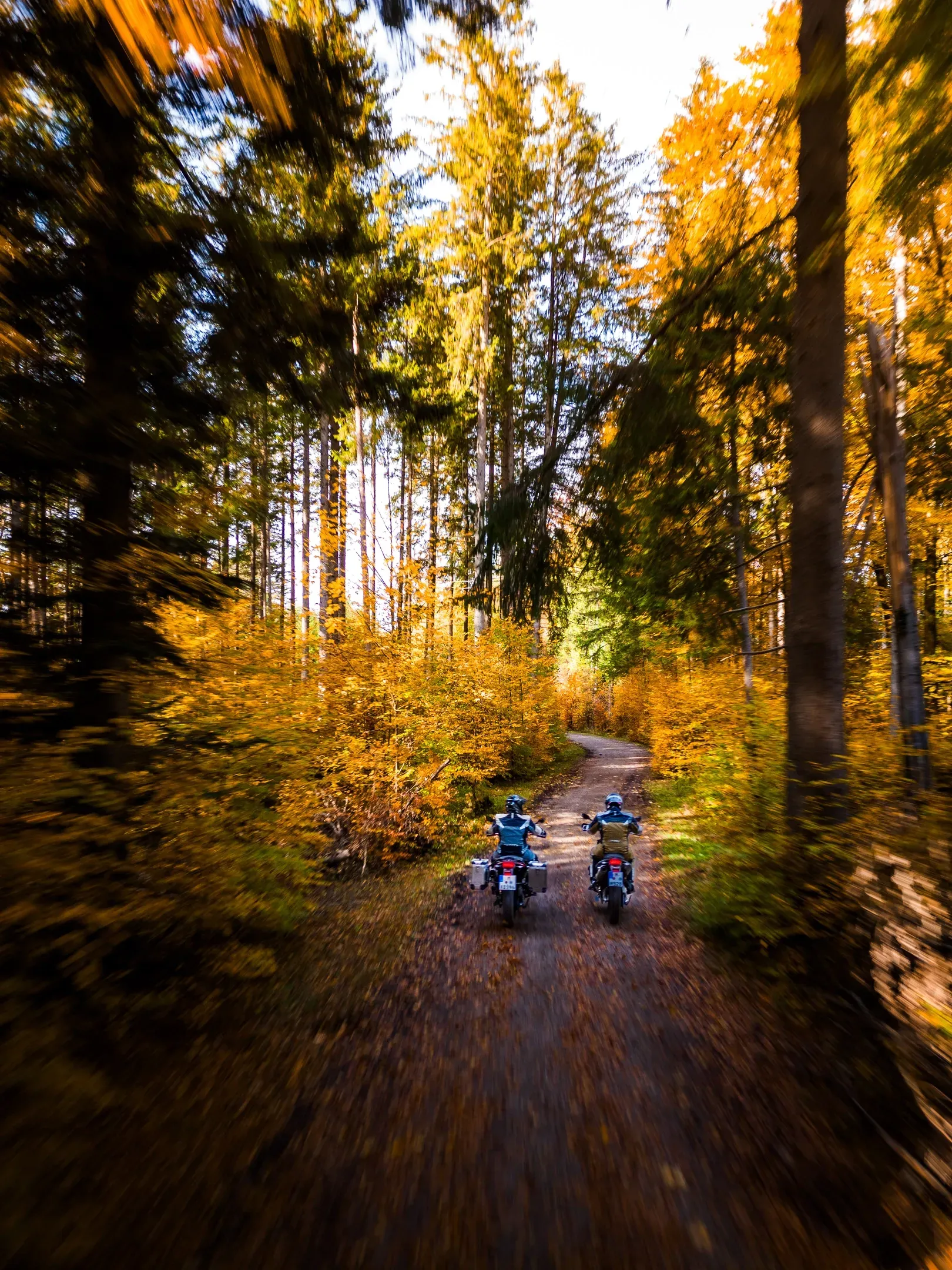 Zwei Motorradfahrer mit Reiseenduros fahren auf einem Waldweg durch goldgelbes Herbstlaub