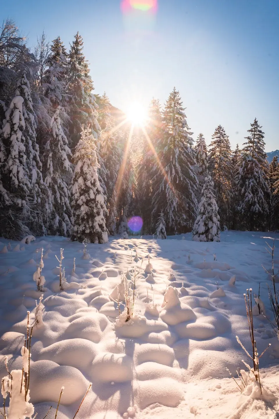 Sonnenstern über verschneitem Nadelwald, im Vordergrund weiche Schneehügel mit langen Schatten