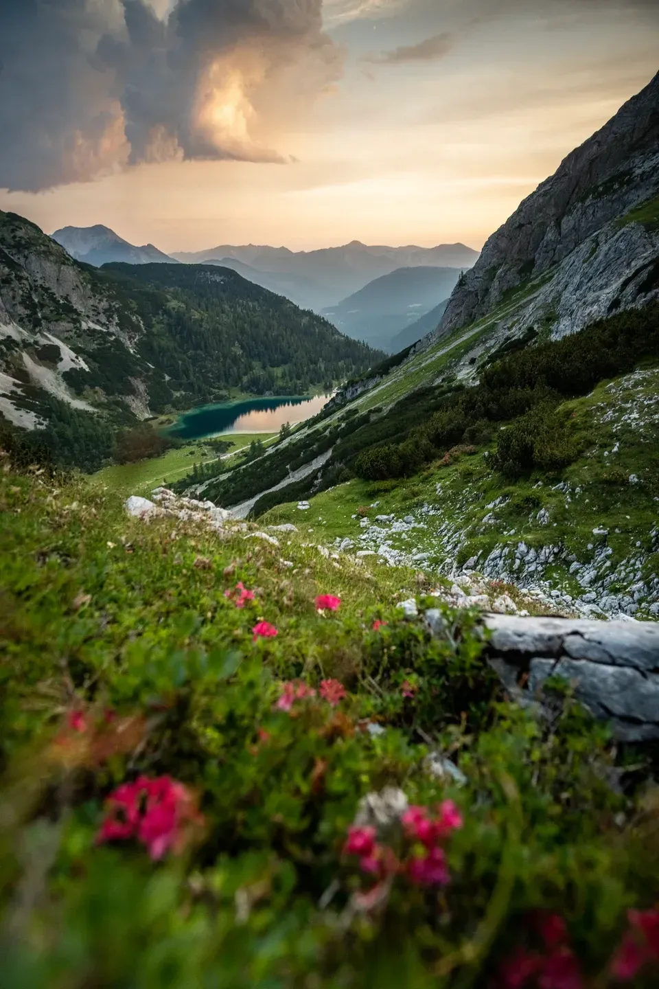Blühende Alpenrosen am Hang, darunter ein kleiner Bergsee im Tal und Gewitterwolken im Abendlicht