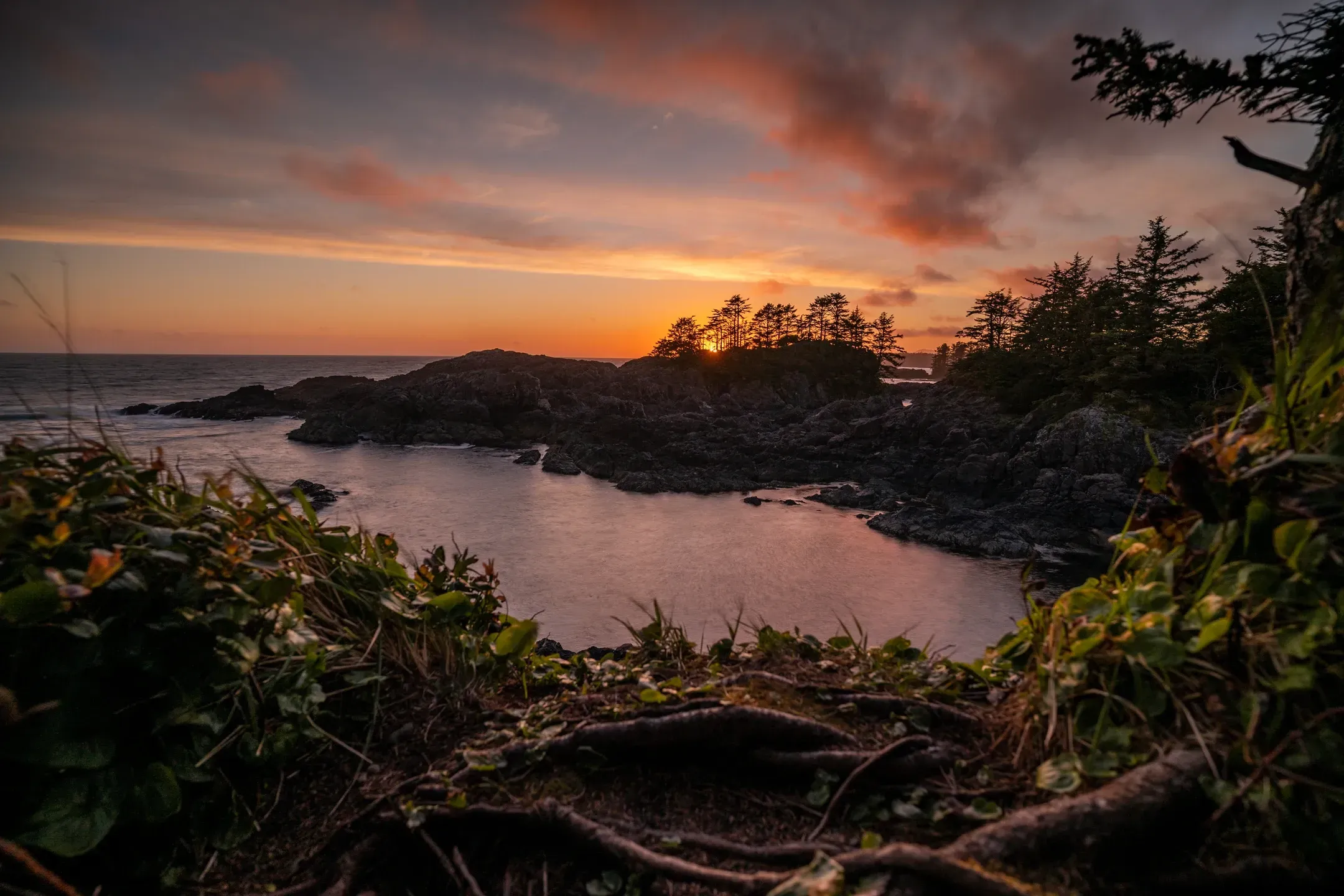 Sonnenuntergang über einer felsigen Meeresbucht, im Vordergrund Baumwurzeln und Farne am Uferhang
