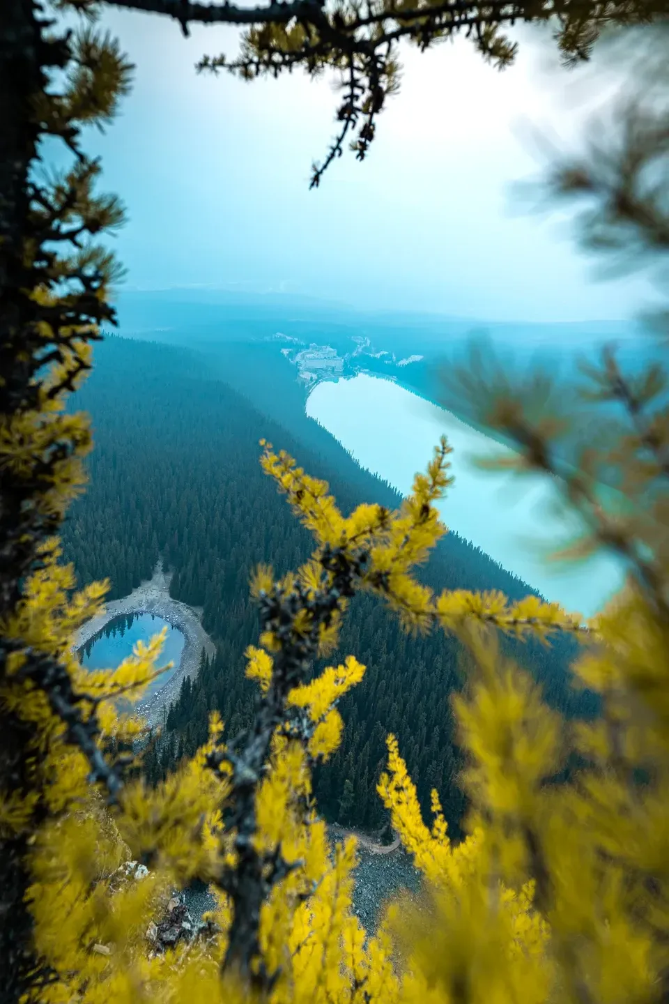 Blick durch gelbe Lärchenzweige hinab auf einen langen türkisen See und einen kleinen Bergsee im Nadelwald