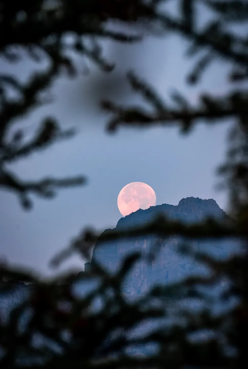 Rosafarbener Vollmond geht hinter einem Berggipfel auf, unscharf eingerahmt von dunklen Zweigen in der Dämmerung