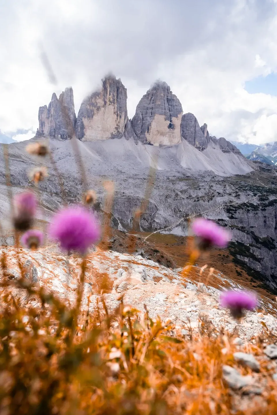 Drei Zinnen in den Dolomiten unter Wolken, im unscharfen Vordergrund lila Distelblüten und goldene Gräser