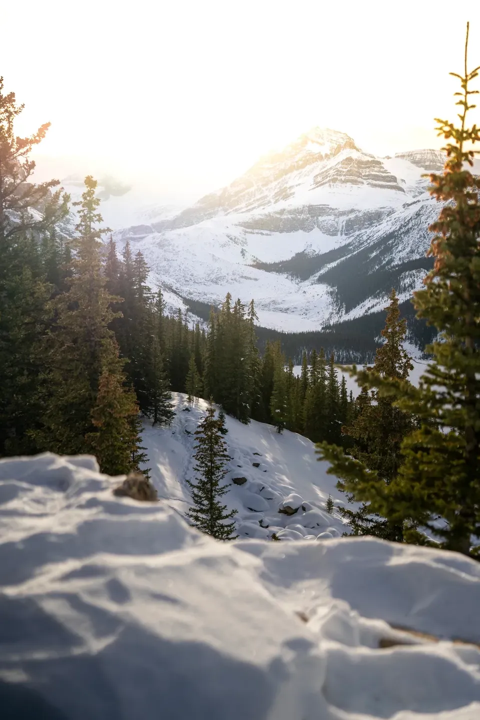 Verschneiter Hang mit Nadelbäumen, im Hintergrund ein schneebedeckter Berg im hellen Gegenlicht der Sonne