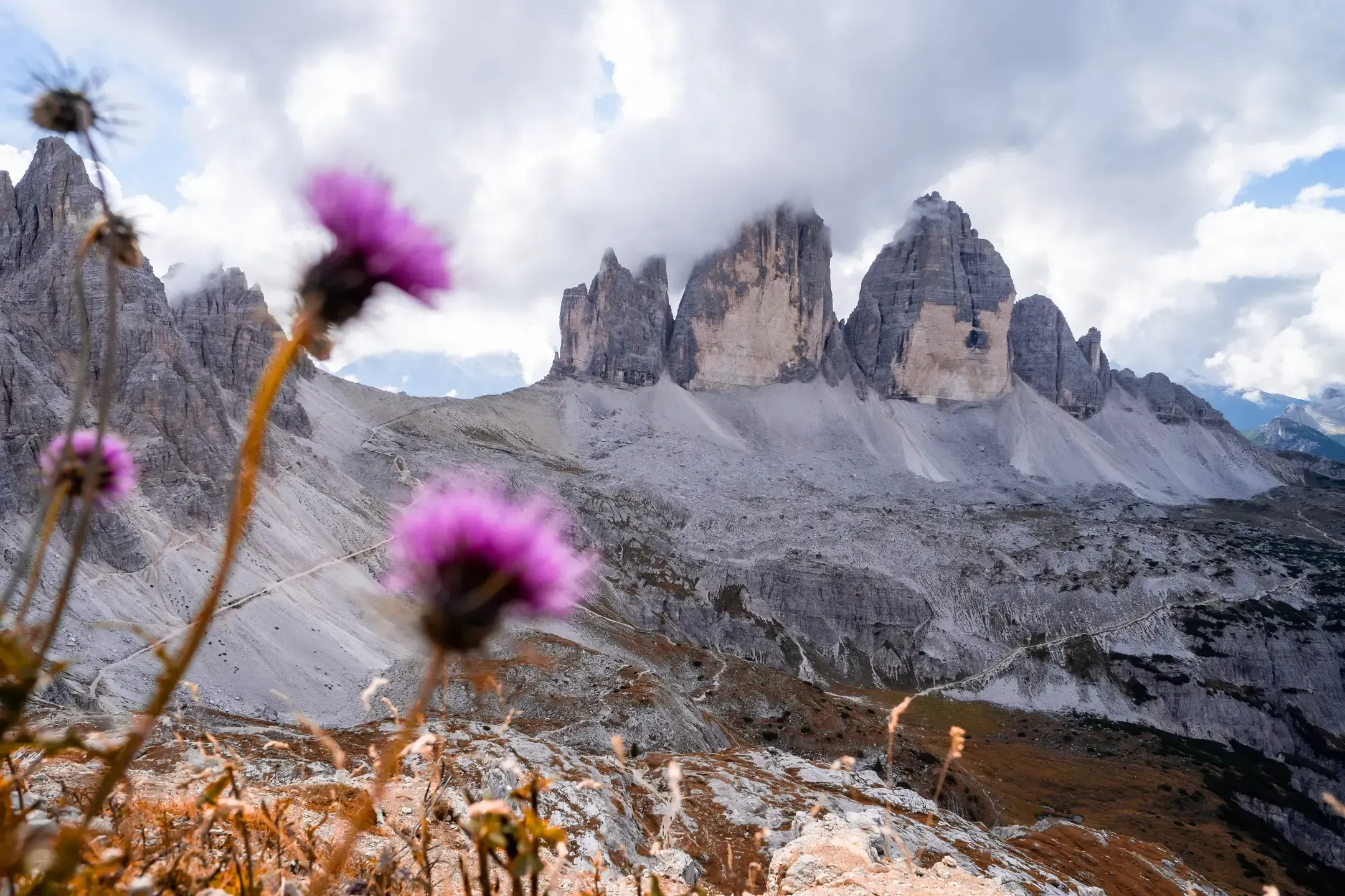 Drei Zinnen in den Dolomiten im Querformat, im Vordergrund lila Distelblüten im Wind vor dem Geröllfeld