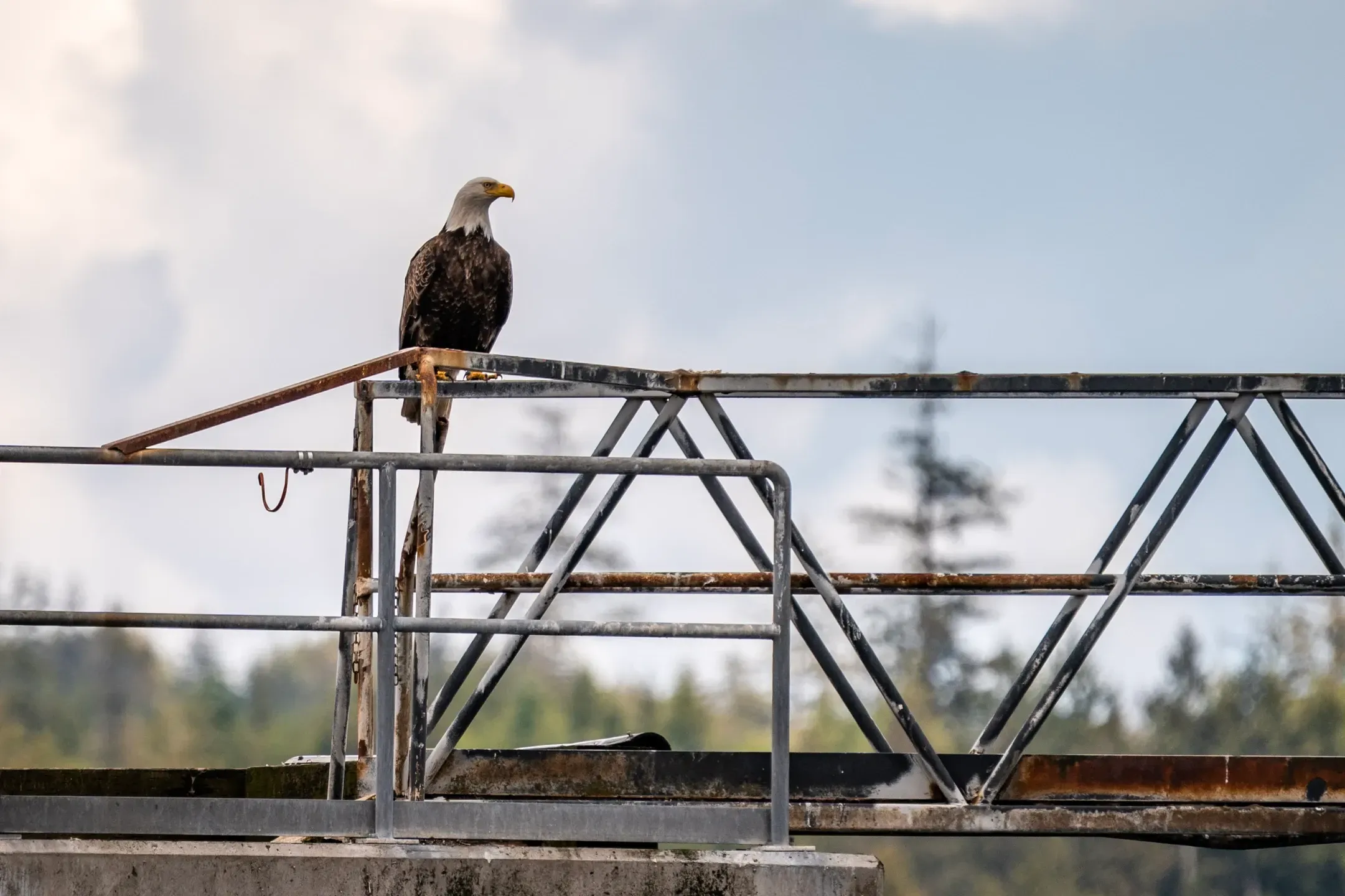 Weißkopfseeadler sitzt auf einem rostigen Metallgeländer, im Hintergrund unscharfe Nadelbäume