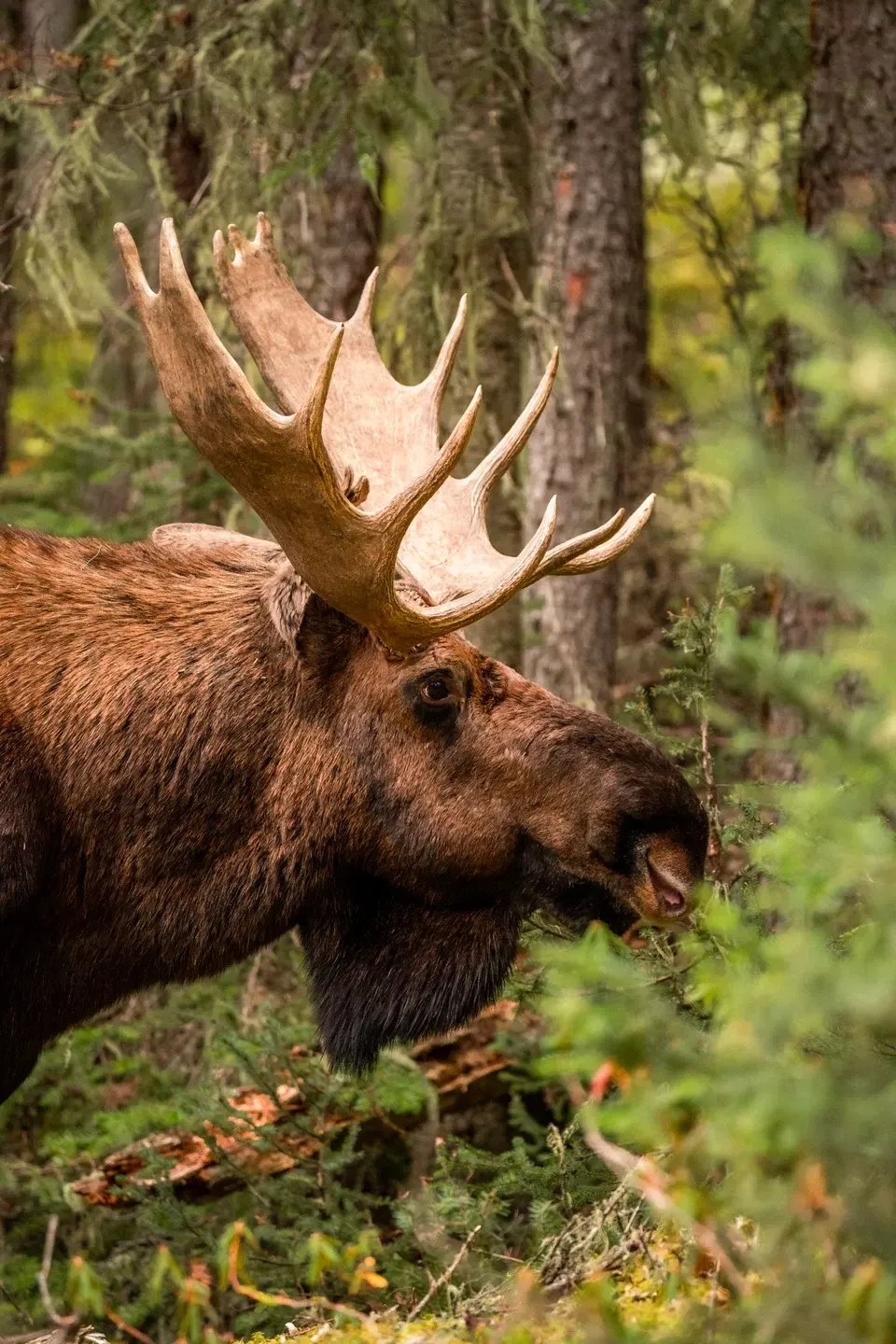 Elchbulle mit großem Schaufelgeweih im Profil, halb verdeckt von Zweigen im herbstlichen Wald