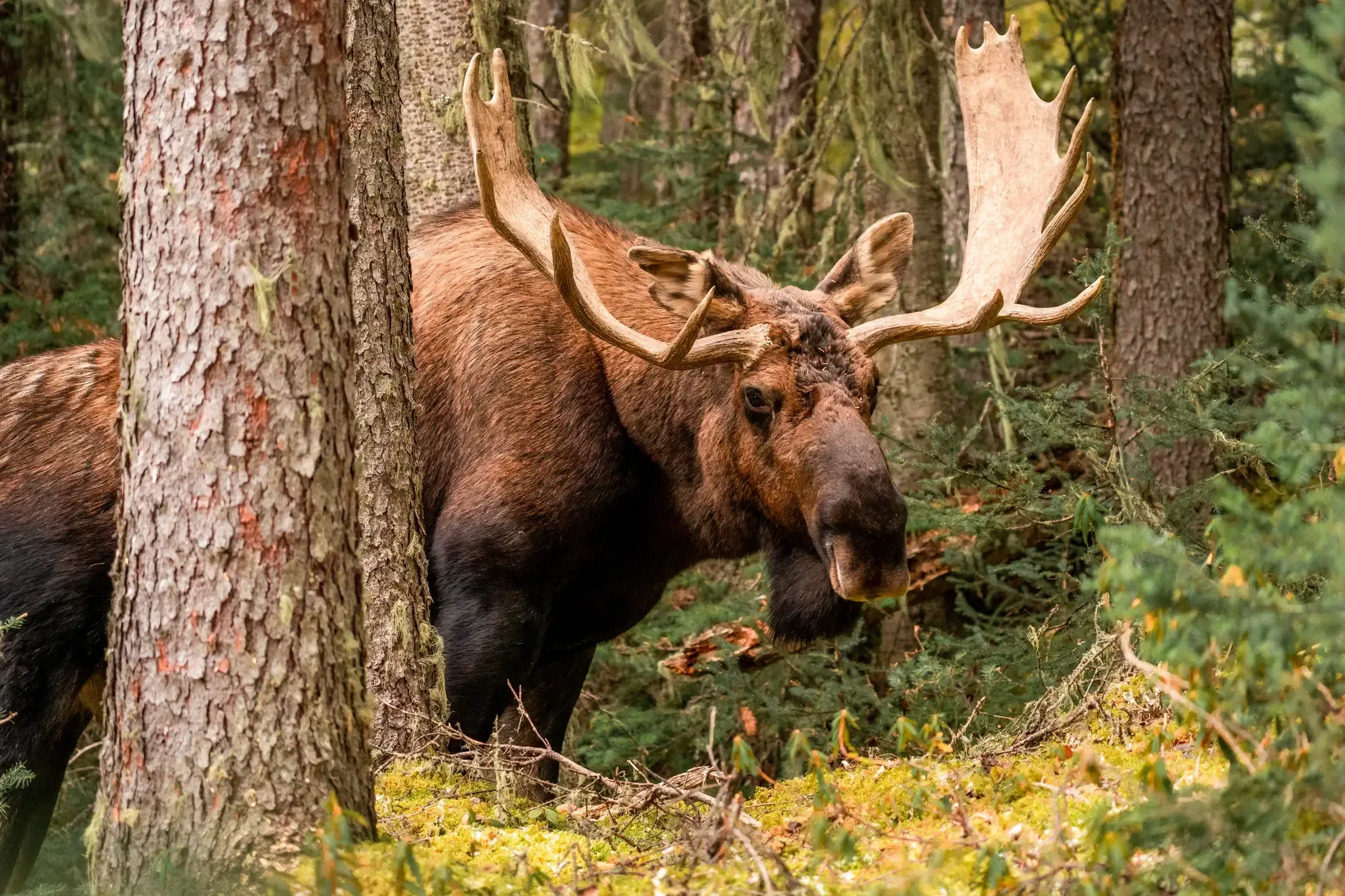 Elchbulle mit Schaufelgeweih tritt zwischen Baumstämmen hervor und blickt in die Kamera