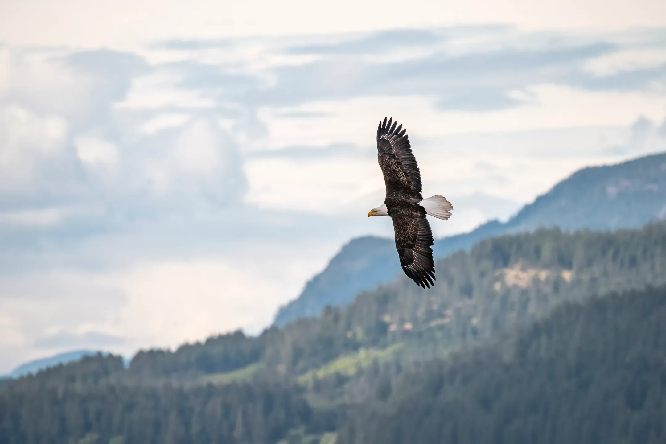 Weißkopfseeadler gleitet mit ausgebreiteten Flügeln vor bewaldeten Berghängen und Wolken