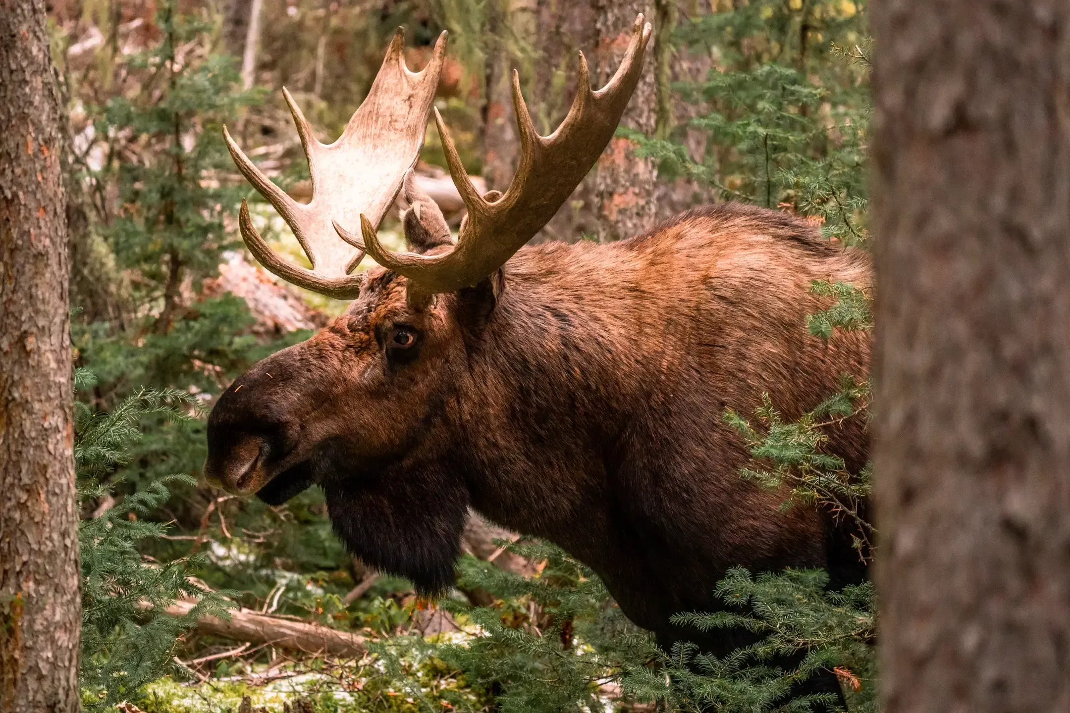 Elchbulle schaut zwischen zwei Baumstämmen hindurch, sein Geweih hebt sich vom dunklen Wald ab