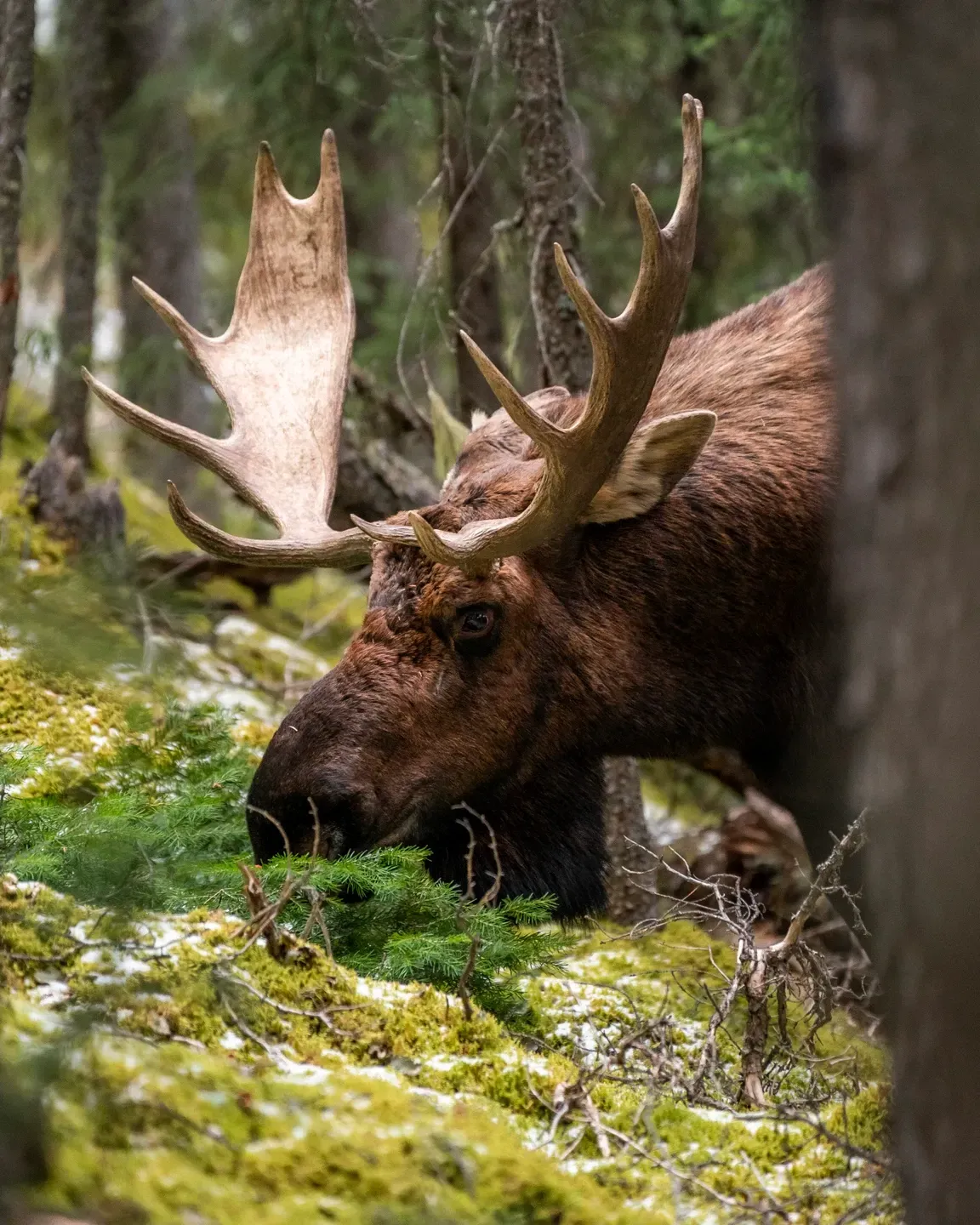 Elchbulle frisst Zweige vom moosigen Waldboden, Kopf tief gesenkt und Geweih nach vorn gerichtet