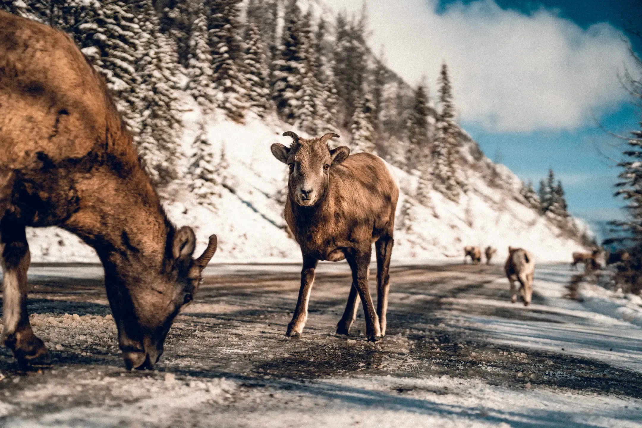 Dickhornschafe auf einer Straße im Winter, eines blickt in die Kamera, dahinter verschneite Berghänge