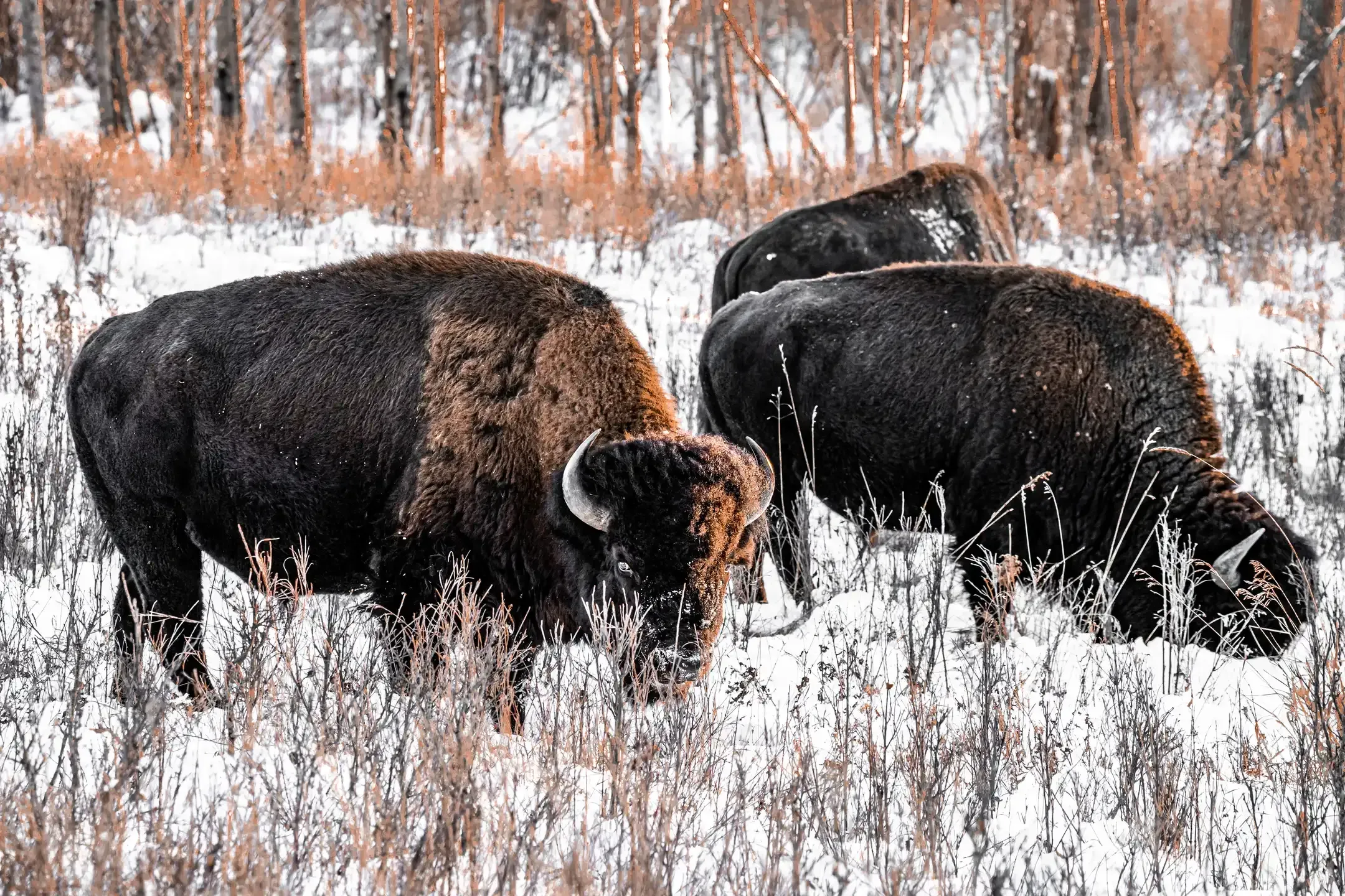 Drei Bisons grasen in einer verschneiten Wiese mit trockenem Gras vor kahlem Wald