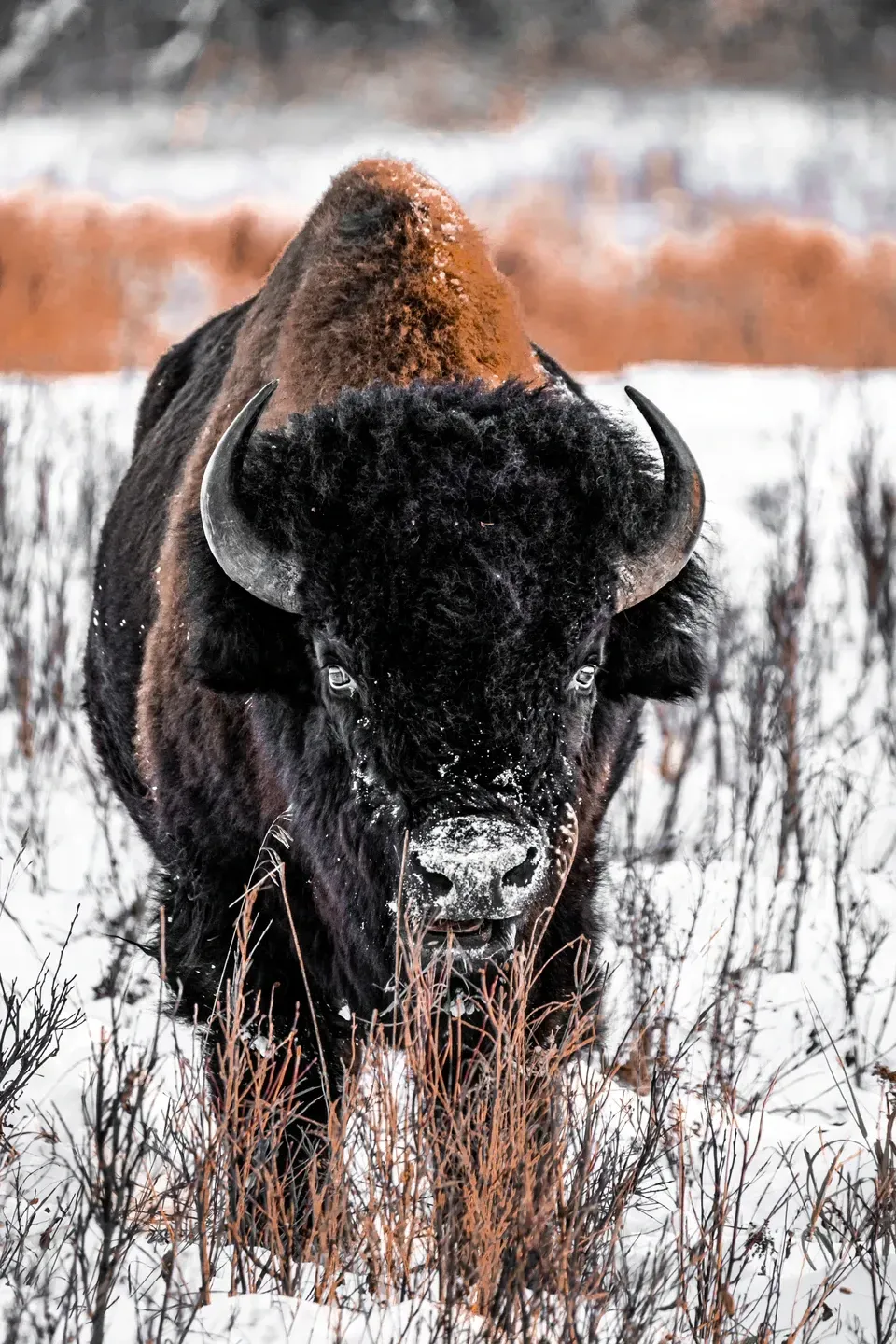 Bison mit Schnee im Fell steht frontal in einer verschneiten Wiese und blickt in die Kamera
