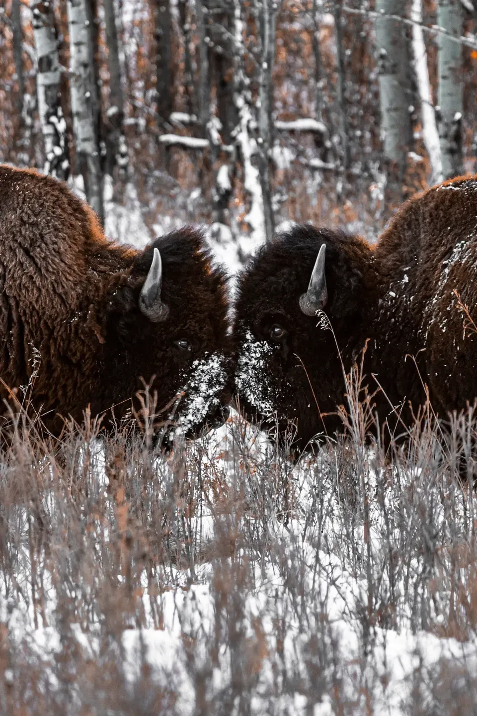 Zwei Bisons stehen Kopf an Kopf im verschneiten Gras vor einem Birkenwald