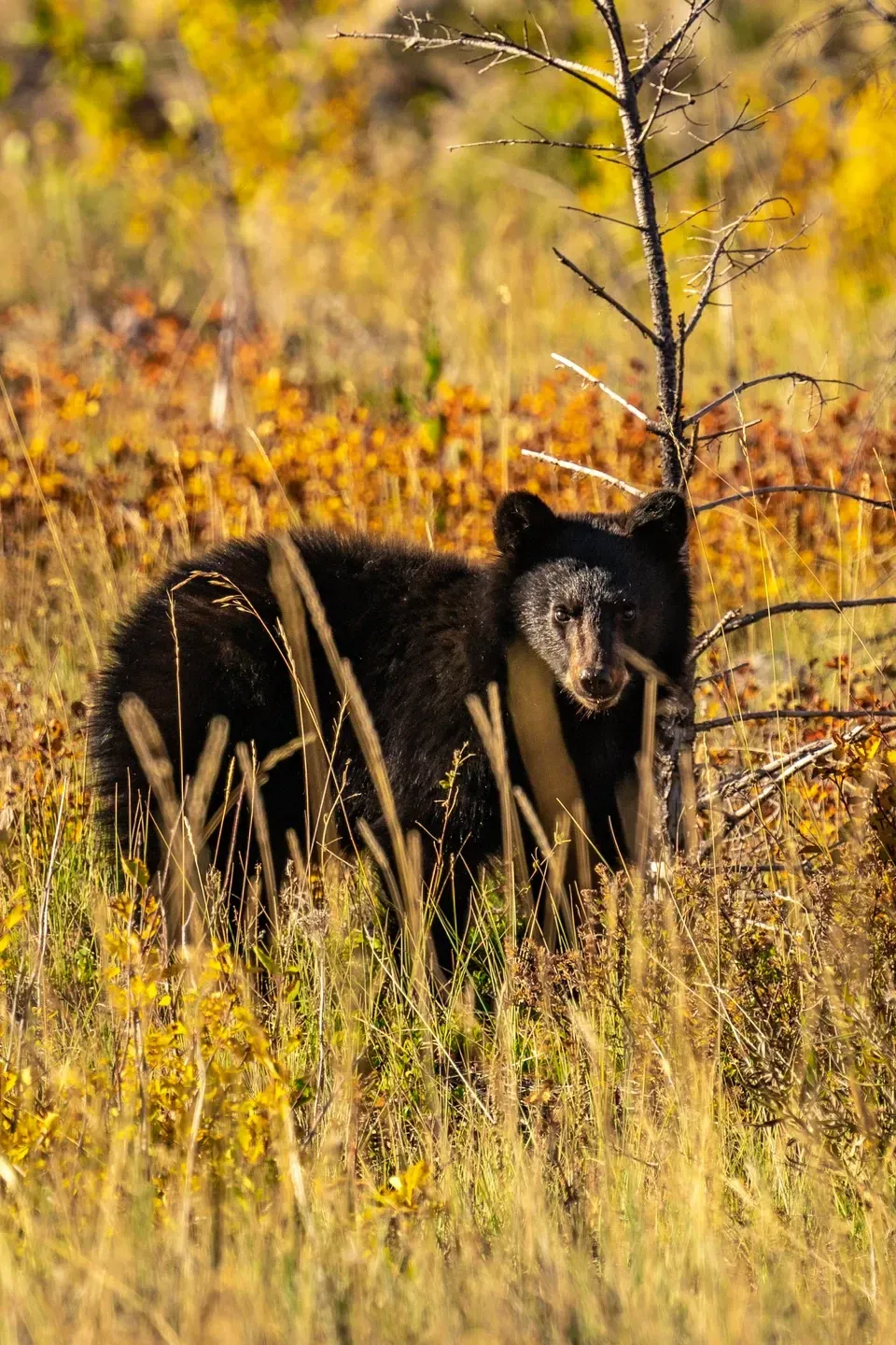 Schwarzbär steht im hohen Gras einer herbstlichen Wiese und schaut zur Kamera