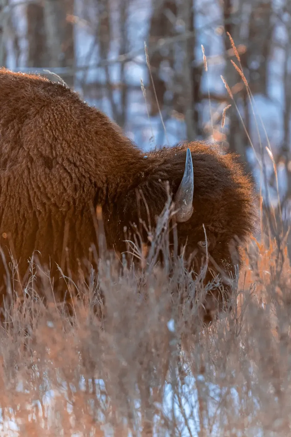 Bison grast im Gegenlicht im verschneiten Gras, nur Horn und zotteliges Fell sind zu sehen