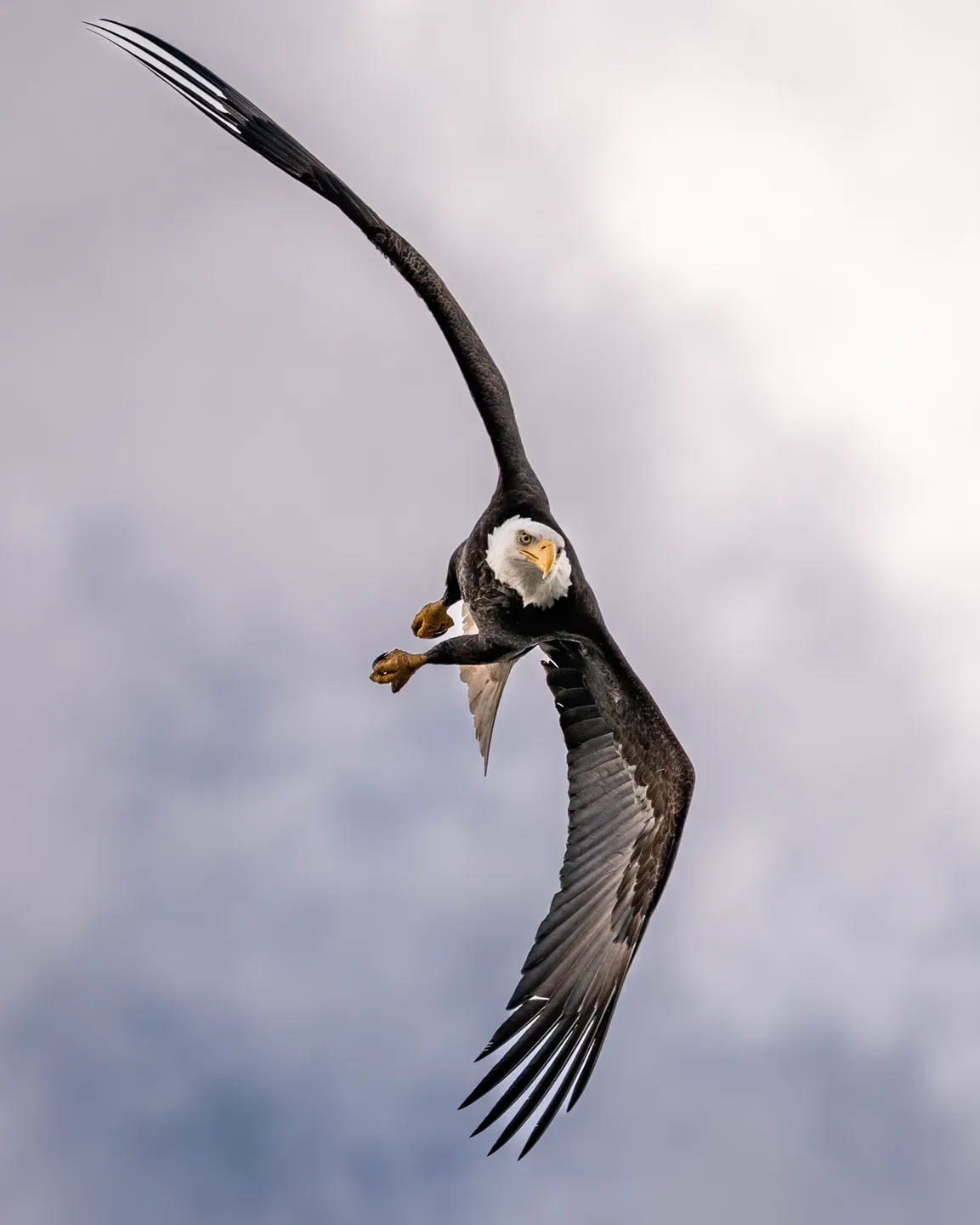 Weißkopfseeadler im steilen Kurvenflug mit weit gespreizten Schwingen und Fängen vor grauen Wolken