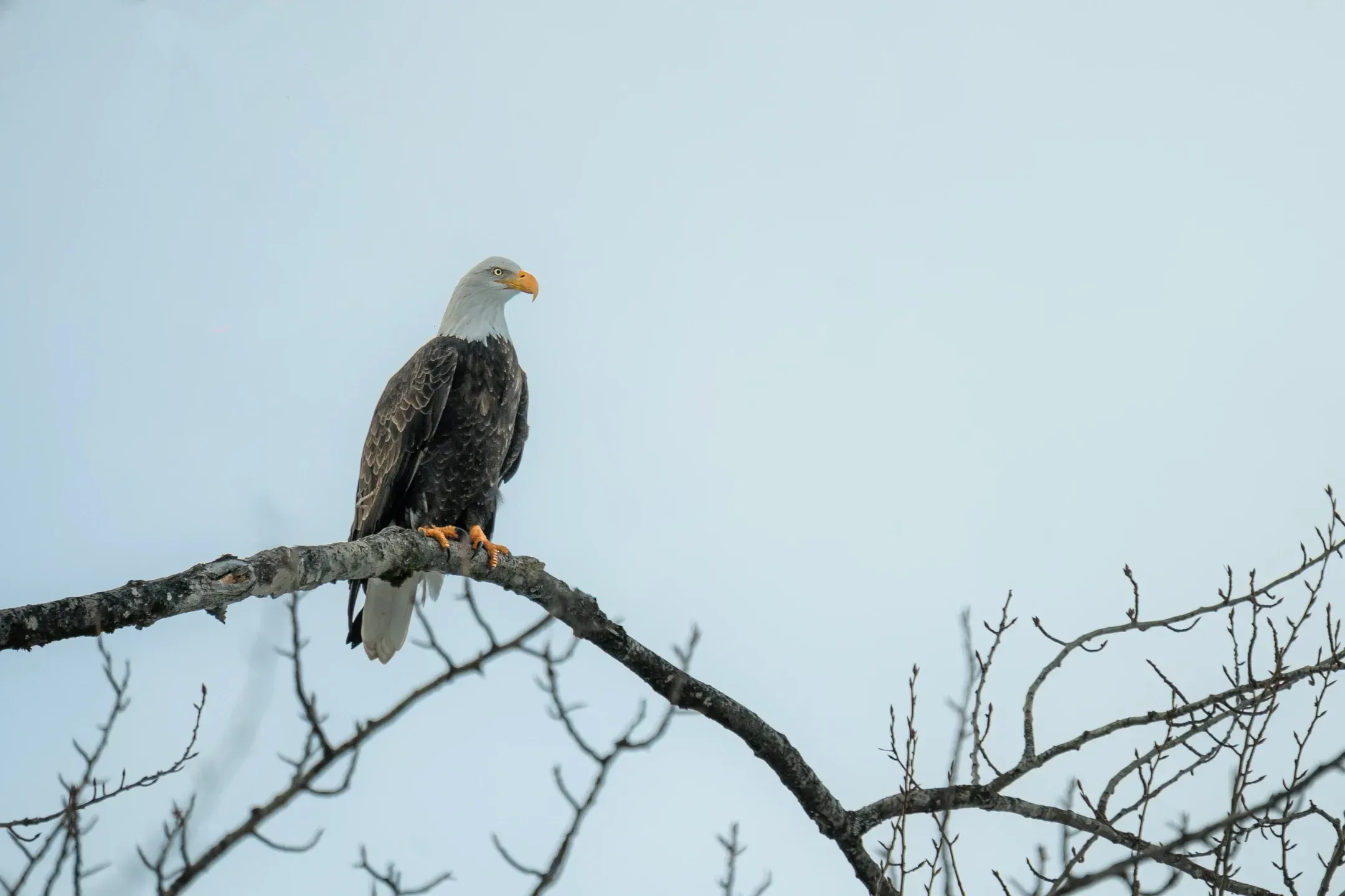 Weißkopfseeadler sitzt auf einem kahlen Ast und blickt zur Seite, dahinter blassblauer Winterhimmel