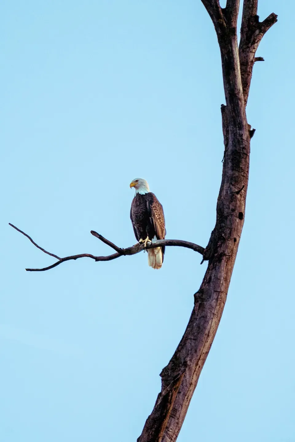 Weißkopfseeadler auf dem Seitenast eines abgestorbenen Baumstamms vor wolkenlos hellblauem Himmel