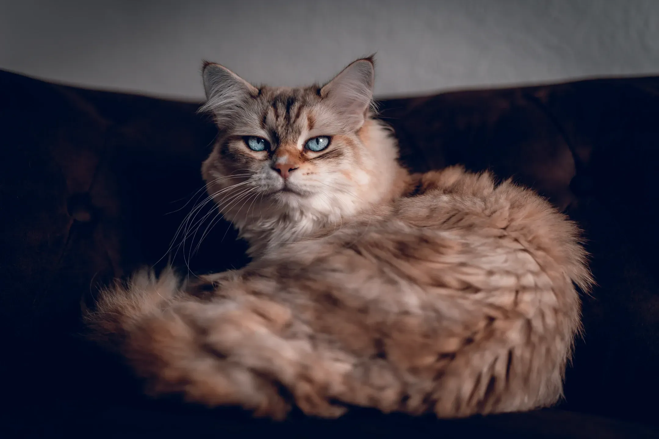 Langhaarige getigerte Katze mit hellblauen Augen liegt eingerollt auf einem dunklen Sofa und blickt in die Kamera