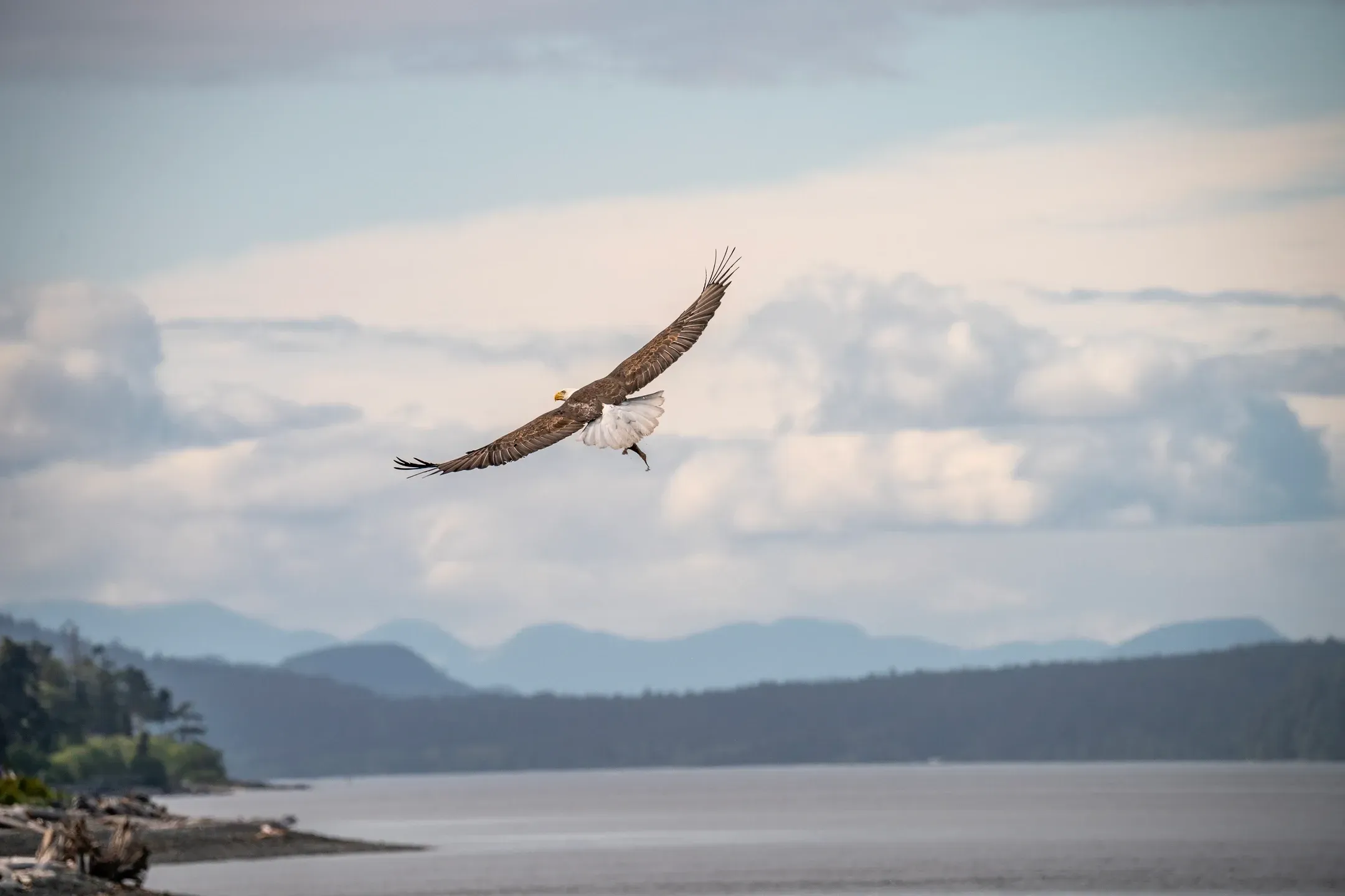 Weißkopfseeadler gleitet mit ausgebreiteten Flügeln über eine Meeresbucht, im Hintergrund bewaldete Bergketten