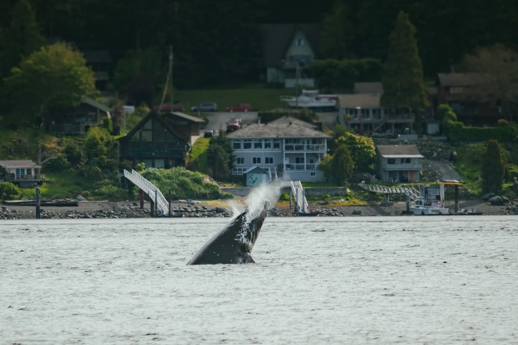 Buckelwal stößt mit dem Kopf aus dem Wasser und bläst Gischt, dahinter Holzhäuser und Stege am Ufer