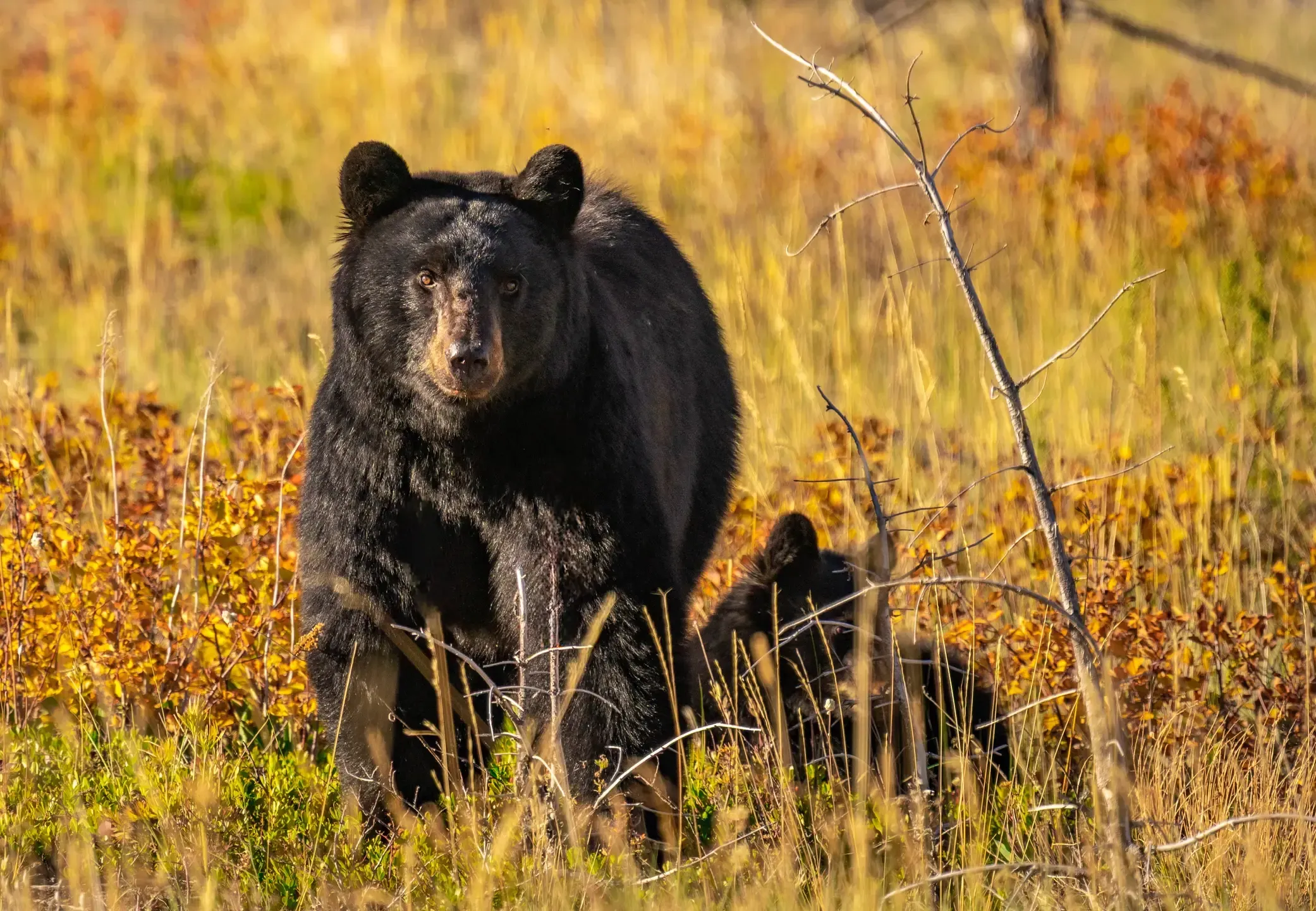 Schwarzbär steht im herbstlich gelben Gras und schaut direkt in die Kamera, dahinter ein Jungtier