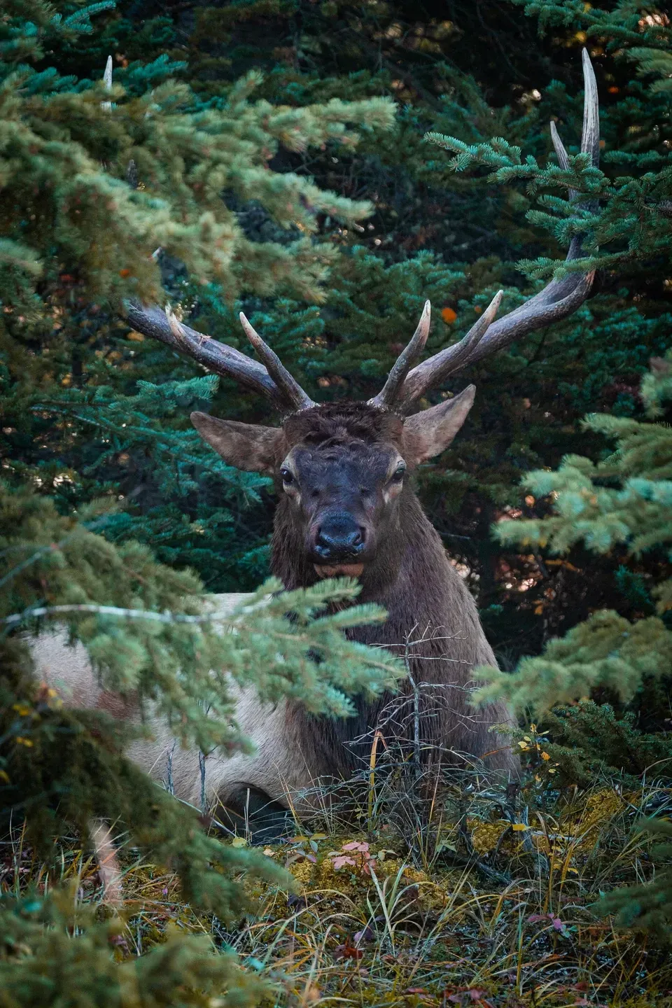 Wapitihirsch mit großem Geweih liegt zwischen Fichtenzweigen im Wald und blickt direkt in die Kamera