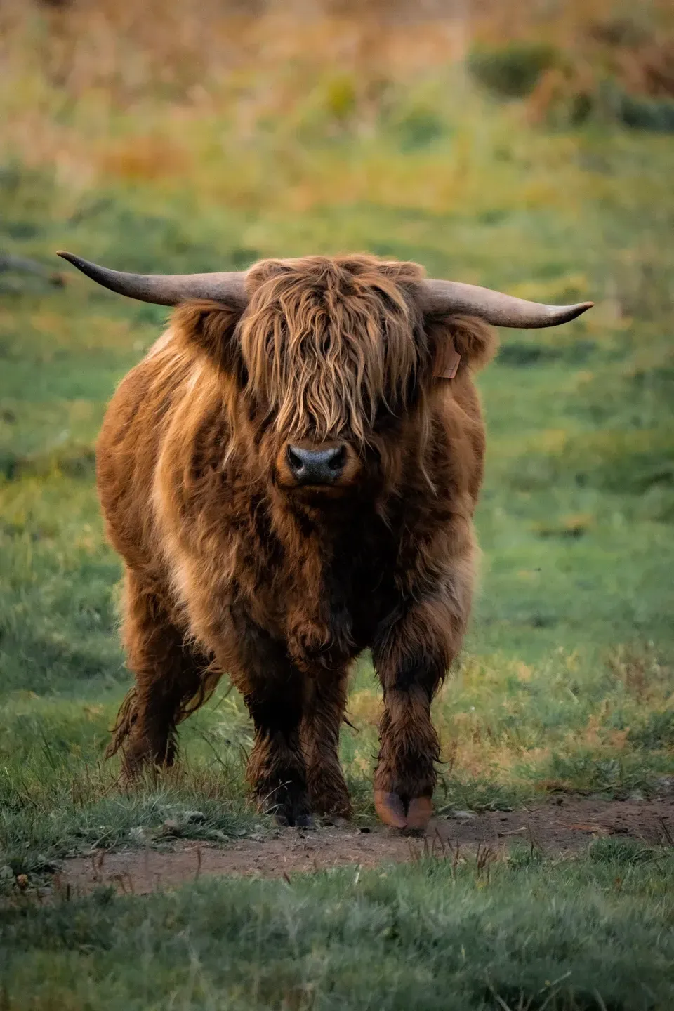 Hochlandrind mit langem rotbraunem Zottelfell und geschwungenen Hörnern läuft frontal über eine Wiese