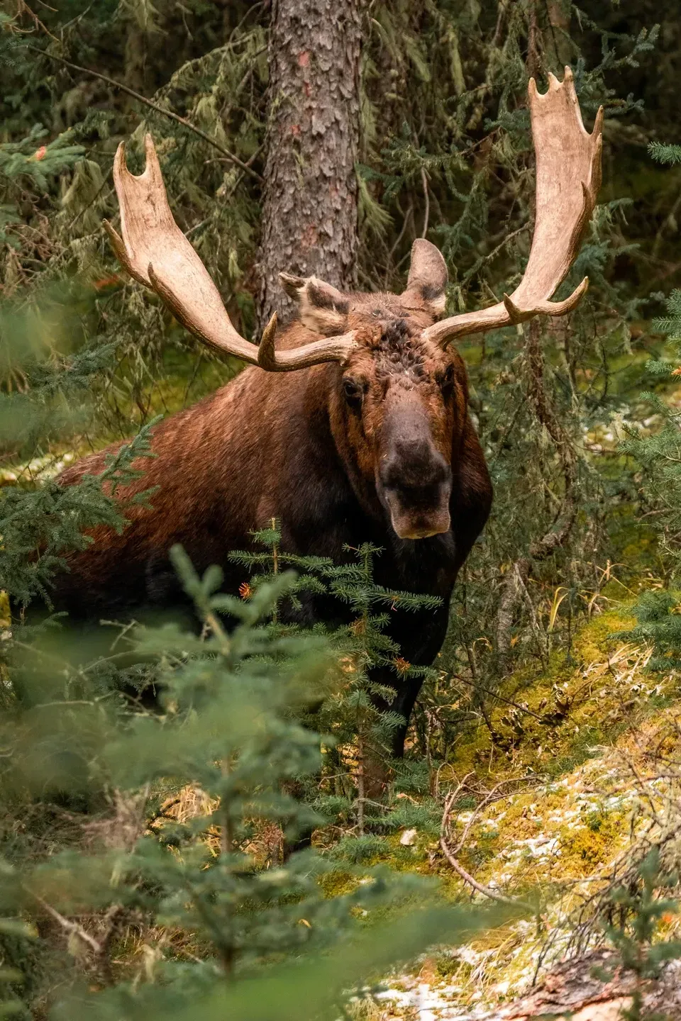 Elchbulle mit mächtigem Schaufelgeweih steht frontal im moosigen Nadelwald, halb verdeckt von Fichtenzweigen
